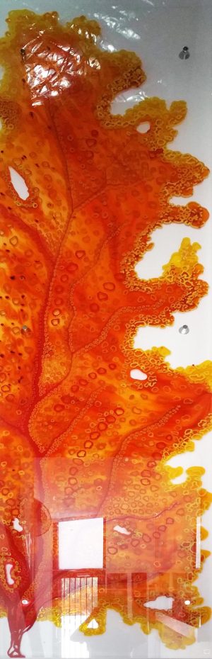 Holy Sea Fern Series